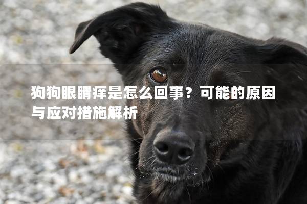 狗狗眼睛癢是怎么回事？可能的原因與應對措施解析