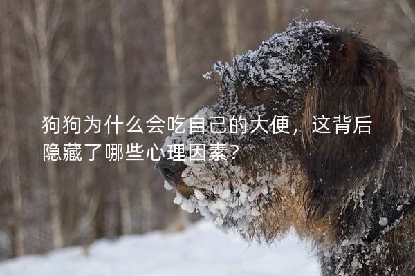 狗狗為什么會吃自己的大便，這背后隱藏了哪些心理因素？