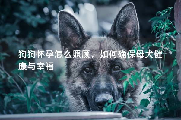 狗狗懷孕怎么照顧，如何確保母犬健康與幸福
