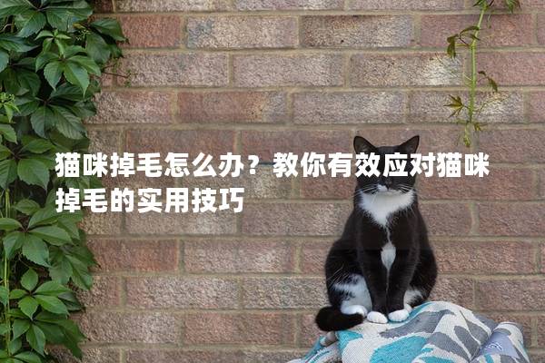 貓咪掉毛怎么辦？教你有效應對貓咪掉毛的實用技巧