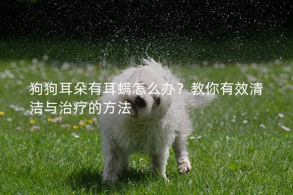 狗狗耳朵有耳螨怎么辦？教你有效清潔與治療的方法