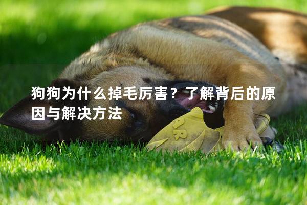 狗狗為什么掉毛厲害？了解背后的原因與解決方法