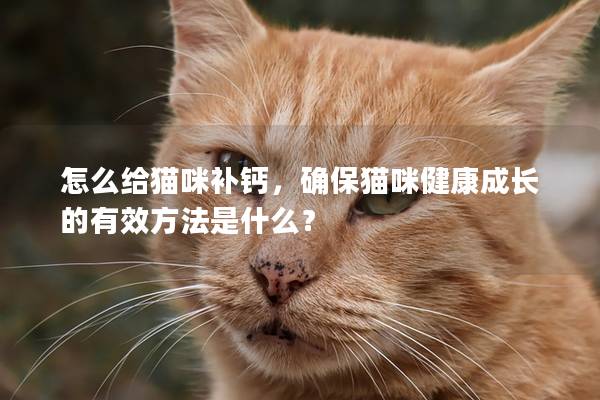 怎么給貓咪補鈣，確保貓咪健康成長的有效方法是什么？