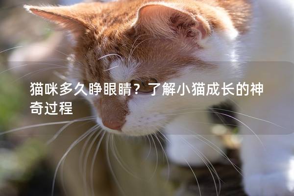 貓咪多久睜眼睛？了解小貓成長的神奇過程