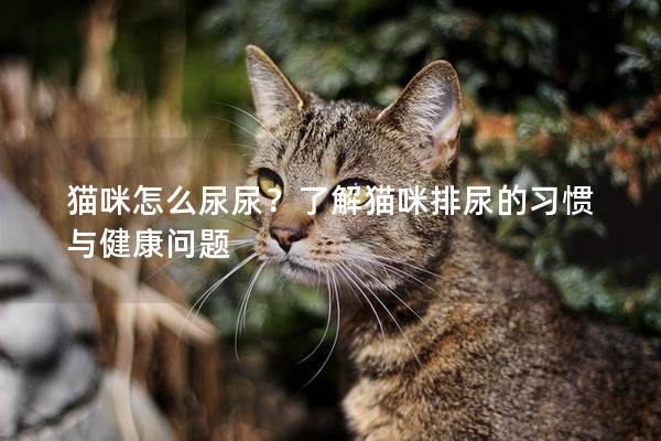 貓咪怎么尿尿？了解貓咪排尿的習慣與健康問題