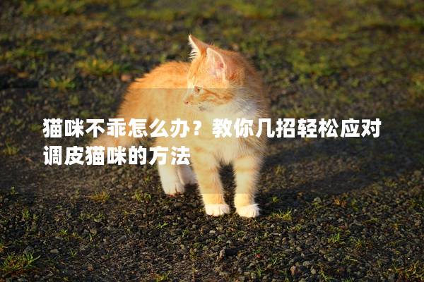 貓咪不乖怎么辦?教你幾招輕松應(yīng)對(duì)調(diào)皮貓咪的方法 貓咪不乖怎么辦?教你幾招輕松應(yīng)對(duì)調(diào)皮貓咪的方法