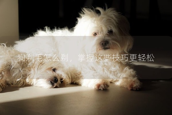 狗剃毛怎么剃，掌握這些技巧更輕松