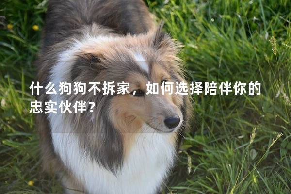 什么狗狗不拆家，如何選擇陪伴你的忠實伙伴？