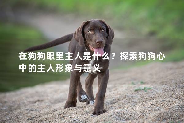 在狗狗眼里主人是什么？探索狗狗心中的主人形象與意義