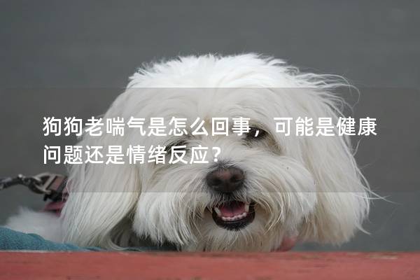 狗狗老喘氣是怎么回事，可能是健康問題還是情緒反應(yīng)？
