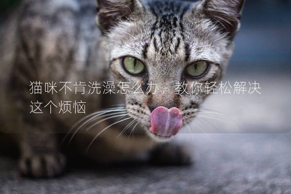 貓咪不肯洗澡怎么辦，教你輕松解決這個煩惱