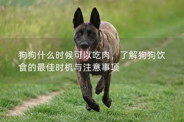 狗狗什么時候可以吃肉，了解狗狗飲食的最佳時機與注意事項