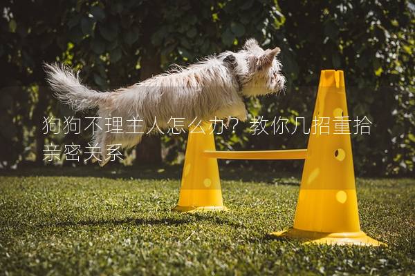 狗狗不理主人怎么辦？教你幾招重拾親密關系