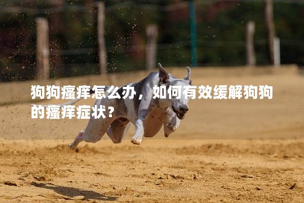狗狗瘙癢怎么辦，如何有效緩解狗狗的瘙癢癥狀？