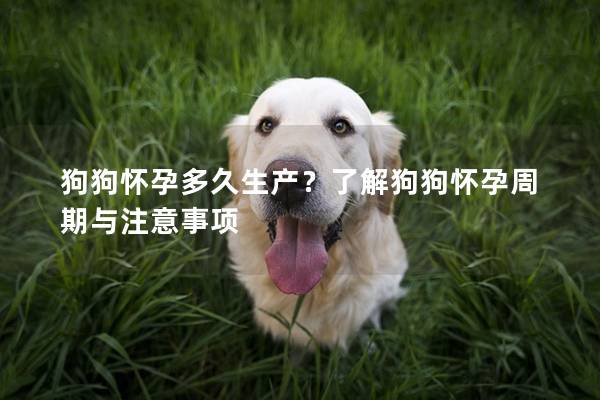 狗狗懷孕多久生產？了解狗狗懷孕周期與注意事項