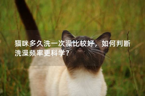 貓咪多久洗一次澡比較好，如何判斷洗澡頻率更科學？