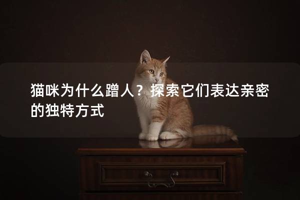 貓咪為什么蹭人?探索它們表達(dá)親密的獨(dú)特方式 貓咪為什么蹭人?探索它們表達(dá)親密的獨(dú)特方式