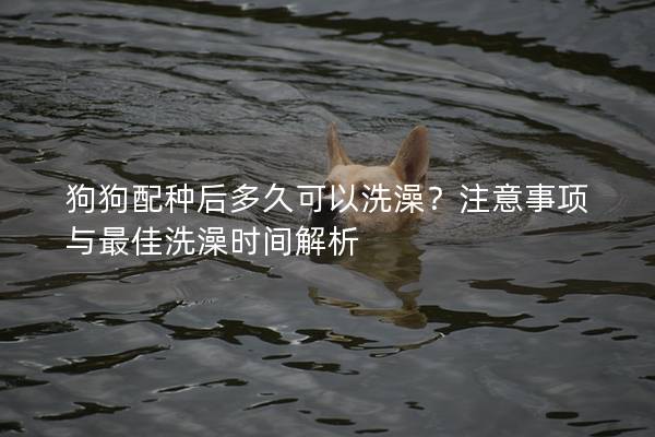 狗狗配種后多久可以洗澡？注意事項與最佳洗澡時間解析