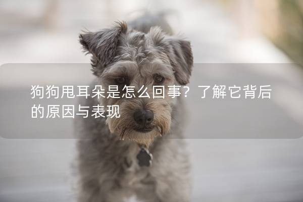 狗狗甩耳朵是怎么回事?了解它背后的原因與表現 狗狗甩耳朵是怎么回事?了解它背后的原因與表現