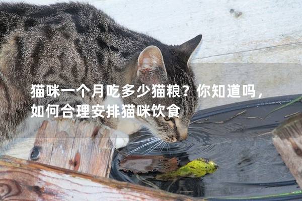 貓咪一個月吃多少貓糧?你知道嗎,如何合理安排貓咪飲食 貓咪一個月吃多少貓糧?你知道嗎,如何合理安排貓咪飲食