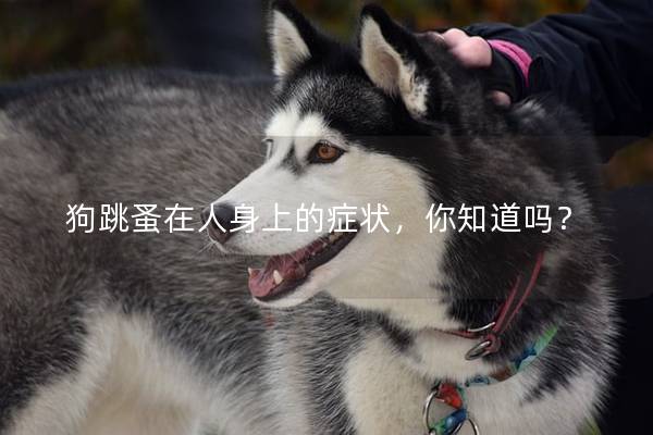 狗跳蚤在人身上的癥狀,你知道嗎? 狗跳蚤在人身上的癥狀,你知道嗎?