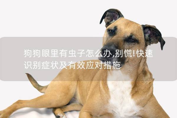 狗狗眼里有蟲子怎么辦,別慌!快速識別癥狀及有效應對措施