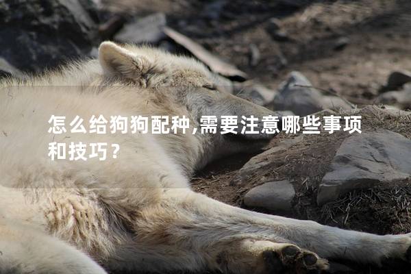 怎么給狗狗配種,需要注意哪些事項(xiàng)和技巧? 怎么給狗狗配種,需要注意哪些事項(xiàng)和技巧?