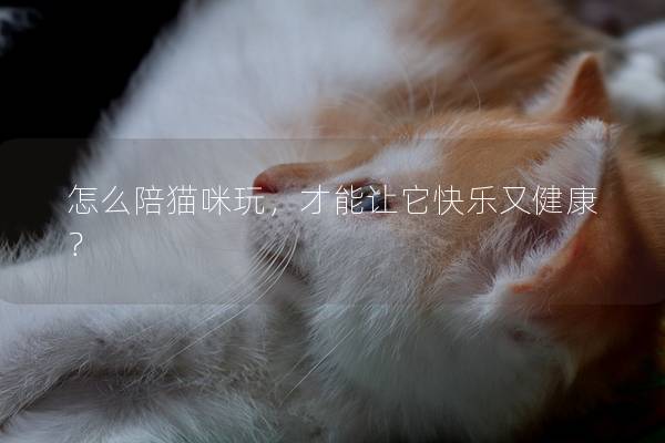 怎么陪貓咪玩,才能讓它快樂又健康? 怎么陪貓咪玩,才能讓它快樂又健康?