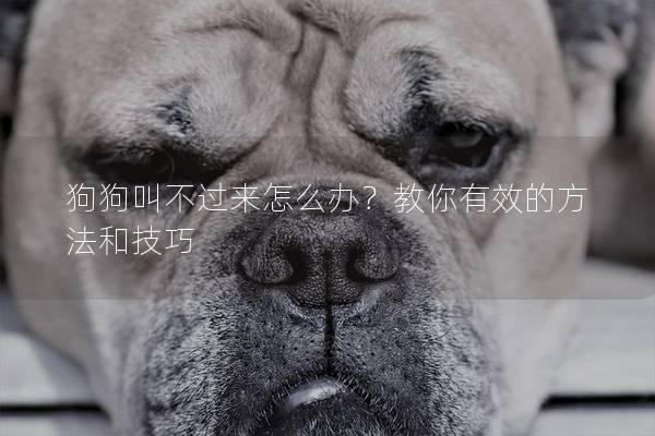 狗狗叫不過來怎么辦？教你有效的方法和技巧