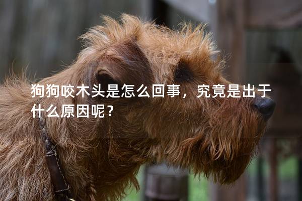 狗狗咬木頭是怎么回事，究竟是出于什么原因呢？