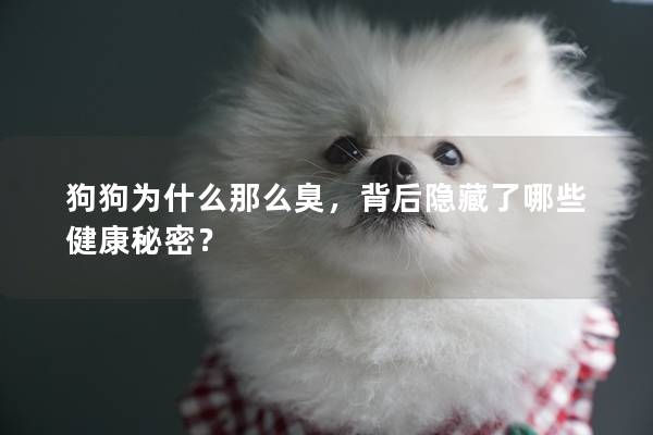 狗狗為什么那么臭,背后隱藏了哪些健康秘密?