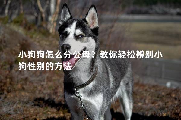 小狗狗怎么分公母？教你輕松辨別小狗性別的方法