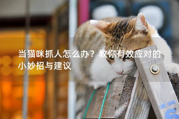 當貓咪抓人怎么辦？教你有效應對的小妙招與建議