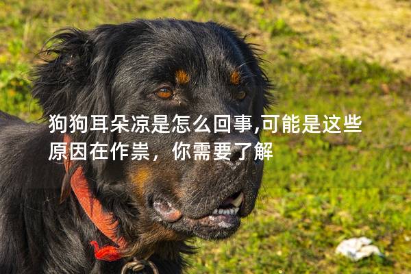 狗狗耳朵涼是怎么回事,可能是這些原因在作祟，你需要了解