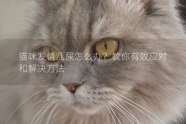 貓咪發(fā)情亂尿怎么辦？教你有效應對和解決方法