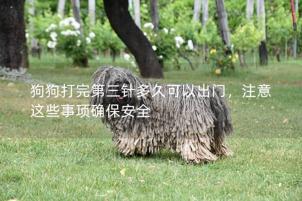 狗狗打完第三針多久可以出門，注意這些事項確保安全