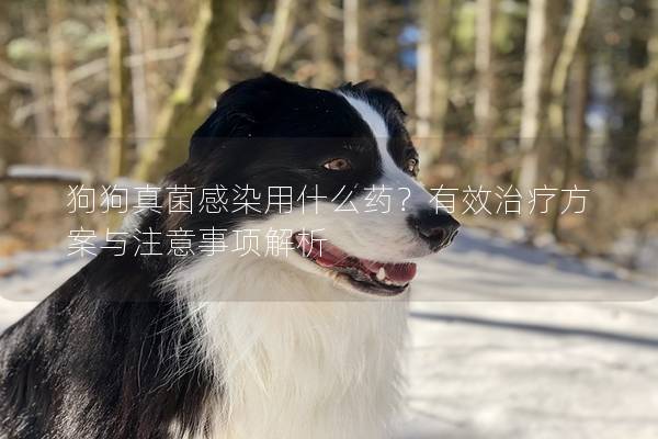 狗狗真菌感染用什么藥？有效治療方案與注意事項解析