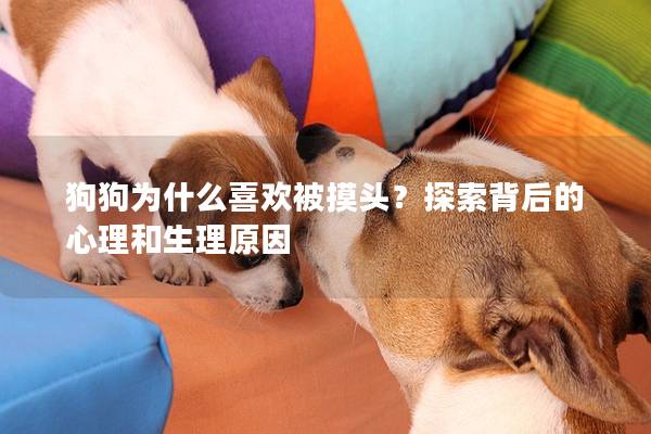 狗狗為什么喜歡被摸頭？探索背后的心理和生理原因