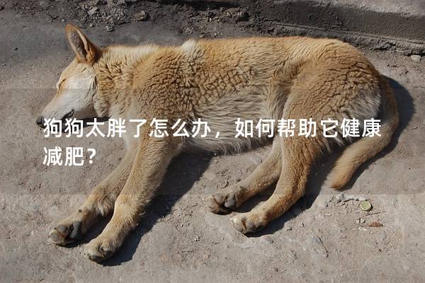 狗狗太胖了怎么辦，如何幫助它健康減肥？