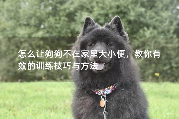 怎么讓狗狗不在家里大小便,教你有效的訓練技巧與方法