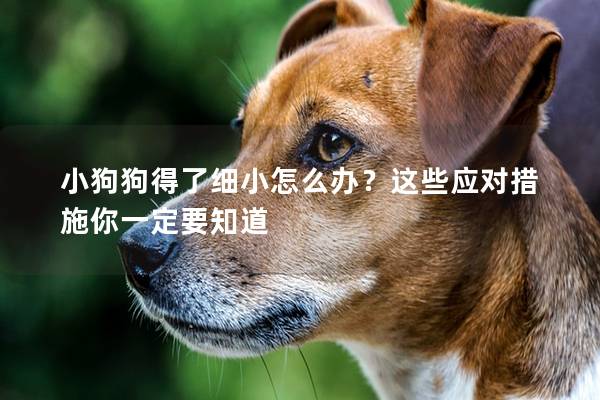 小狗狗得了細小怎么辦？這些應對措施你一定要知道