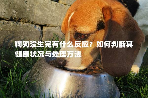 狗狗沒生完有什么反應？如何判斷其健康狀況與處理方法
