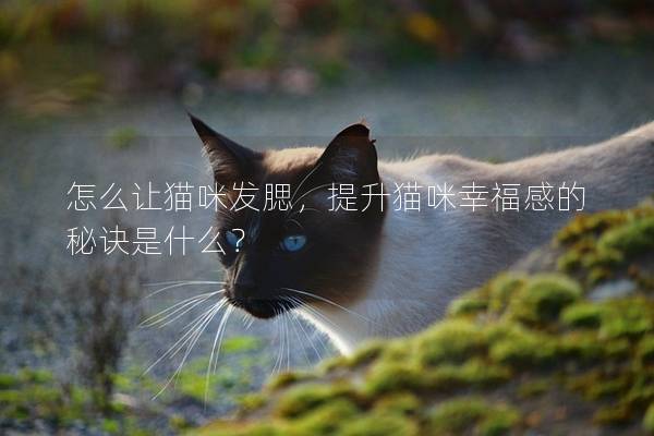 怎么讓貓咪發腮，提升貓咪幸福感的秘訣是什么？