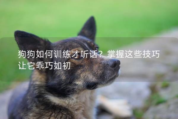 狗狗如何訓練才聽話？掌握這些技巧讓它乖巧如初