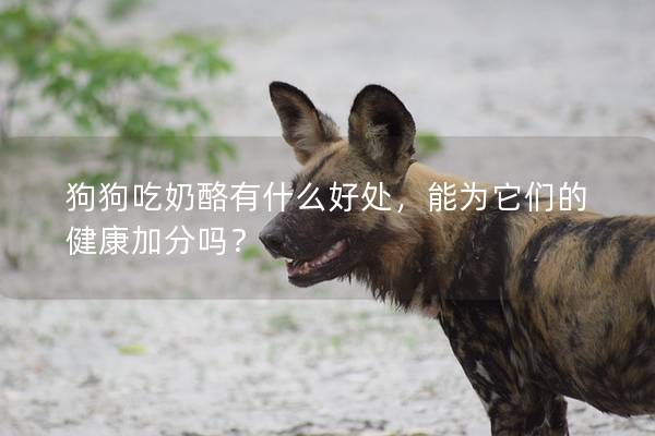 狗狗吃奶酪有什么好處，能為它們的健康加分嗎？