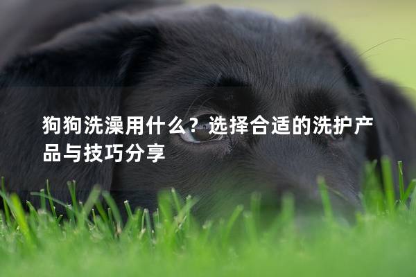 狗狗洗澡用什么？選擇合適的洗護產品與技巧分享