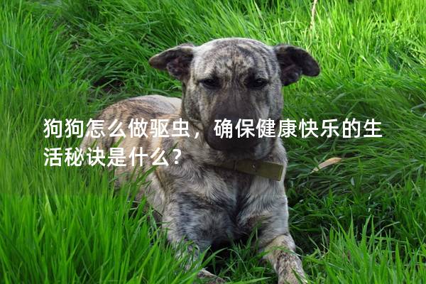 狗狗怎么做驅蟲，確保健康快樂的生活秘訣是什么？