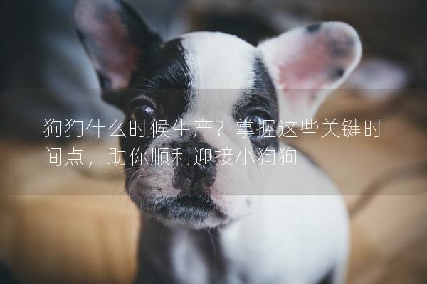 狗狗什么時候生產？掌握這些關鍵時間點，助你順利迎接小狗狗