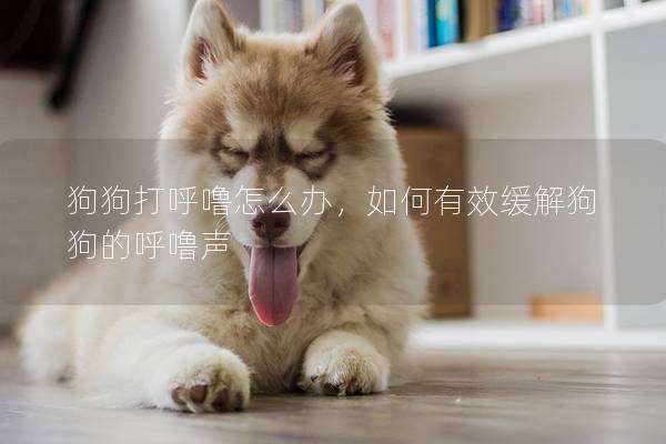 狗狗打呼嚕怎么辦，如何有效緩解狗狗的呼嚕聲