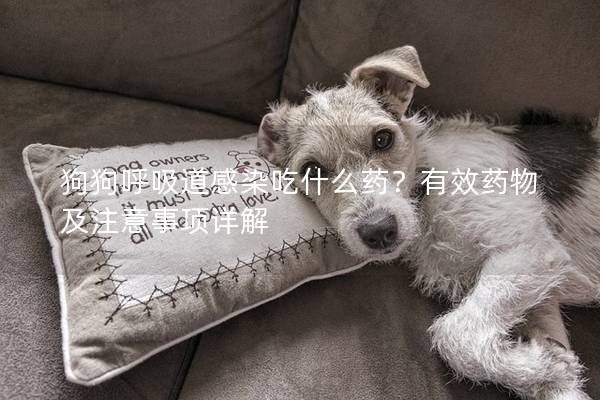 狗狗呼吸道感染吃什么藥？有效藥物及注意事項詳解